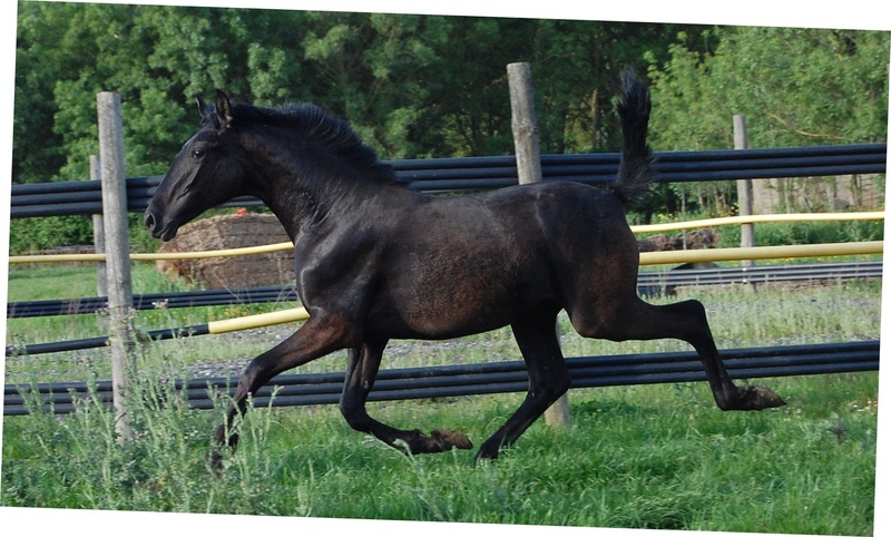 Caballos Pura Raza Española (P.R.E.) Pura Raza Española - SE VENDE POTRA PRE DE 1 AÑO