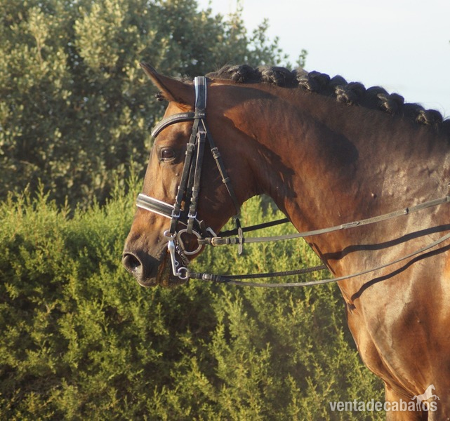 Caballo PRE doma clásica in 