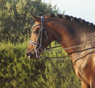 Caballo PRE doma clásica
