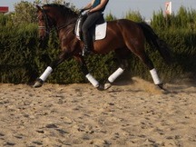 Caballo PRE doma clásica