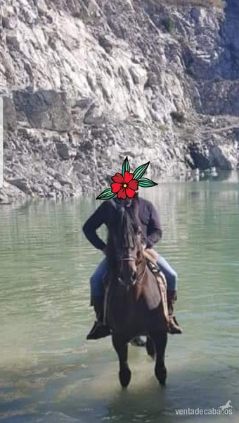 Caballo pre capado acto para cualquier jinete  in 