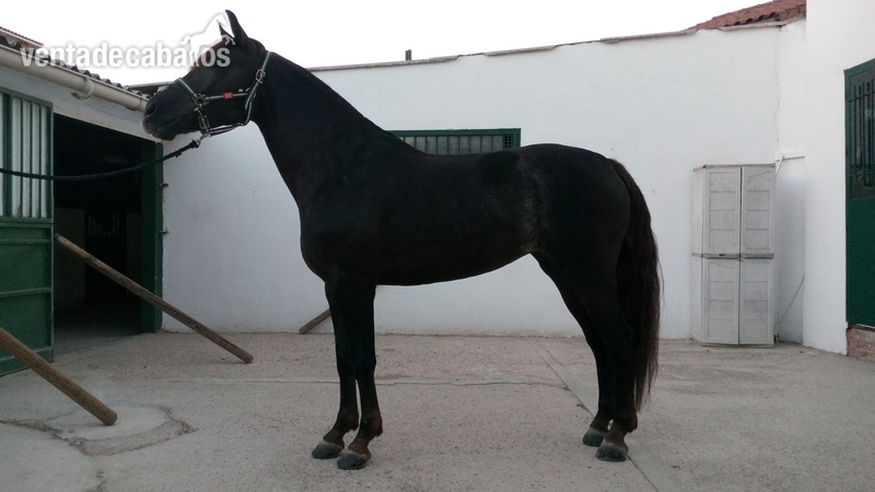 Hispano-Arabe