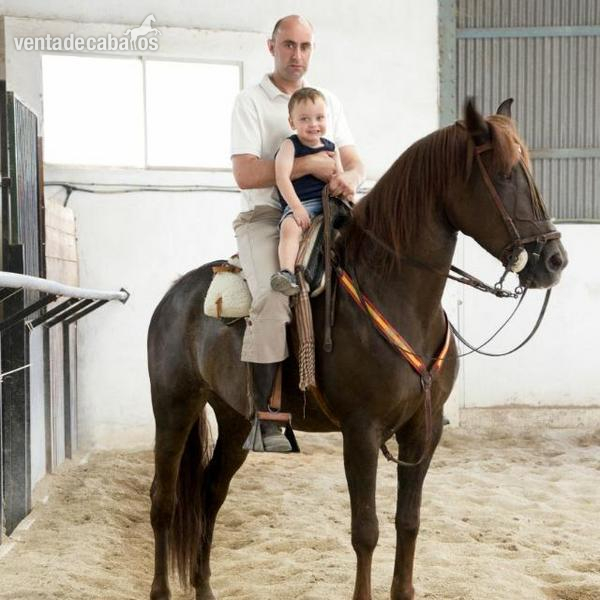 Caballo Hispano Árabe Hispano-Arabe - yegua alazana 10 años