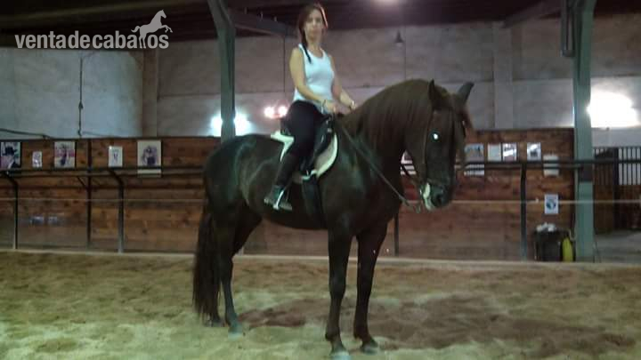 yegua alazana 10 años - Caballo Hispano Árabe