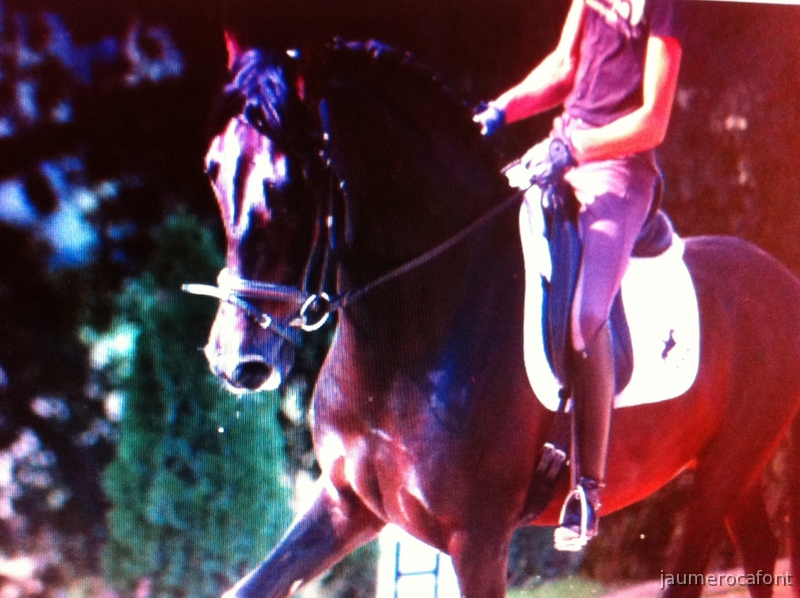 caballo pre nivel tres  de doma clasica in 