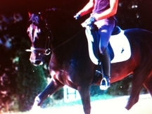 caballo pre nivel tres  de doma clasica