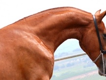 Potra Alazana PRE hija de palomino