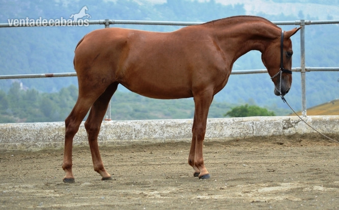 Potra Alazana PRE hija de palomino in 