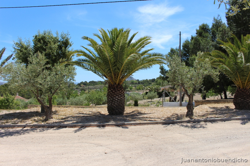 Finca con casa y 20 boxes más pistas - Finca ecuestre
