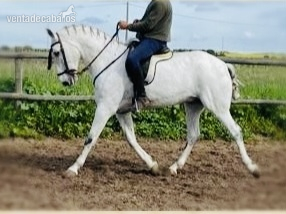 Caballo castrado guapo con aires excelentes in 