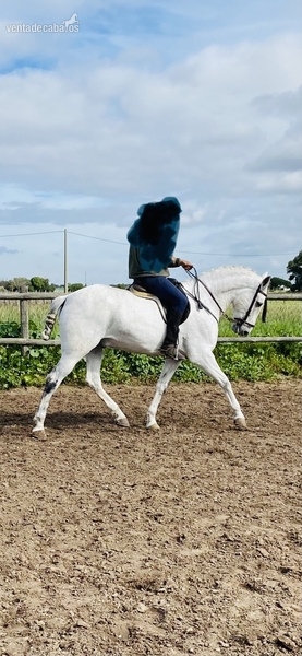 Caballos Capados Español sin papeles - Caballo castrado guapo con aires excelentes