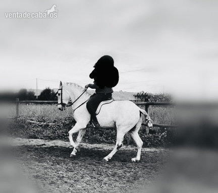 Caballo castrado guapo con aires excelentes - Caballos Capados Español sin papeles