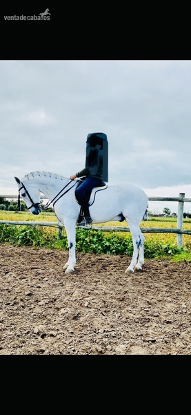 Caballo castrado guapo con aires excelentes - Español sin papeles