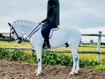 Caballo castrado guapo con aires excelentes