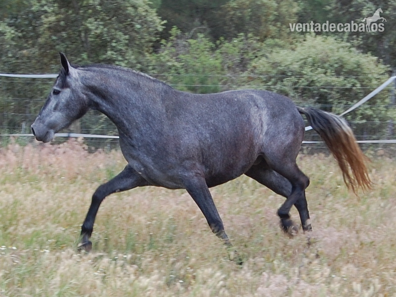 Caballos Pura Raza Española (P.R.E.) Pura Raza Española - POTRA TORDA CERRADA EN YEGUADA MILITAR