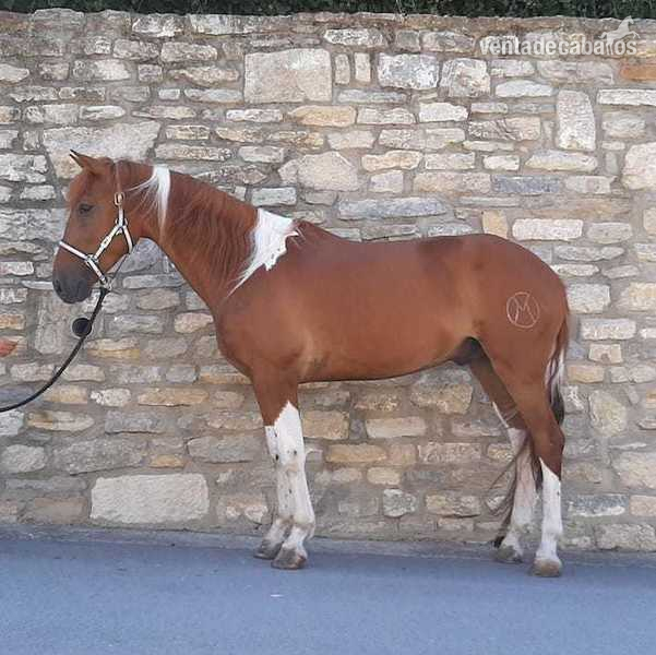 CABALLO PINTO MUY DOMADO in 