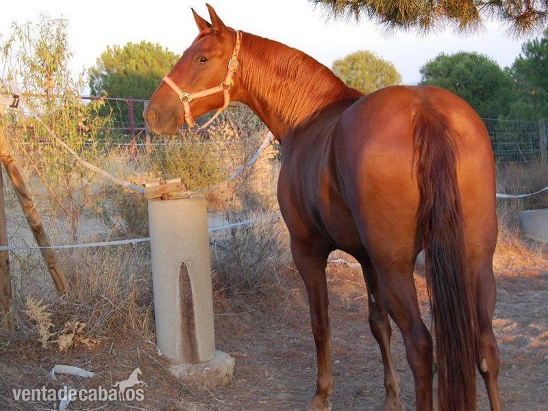 lote de yeguas alazanas in 