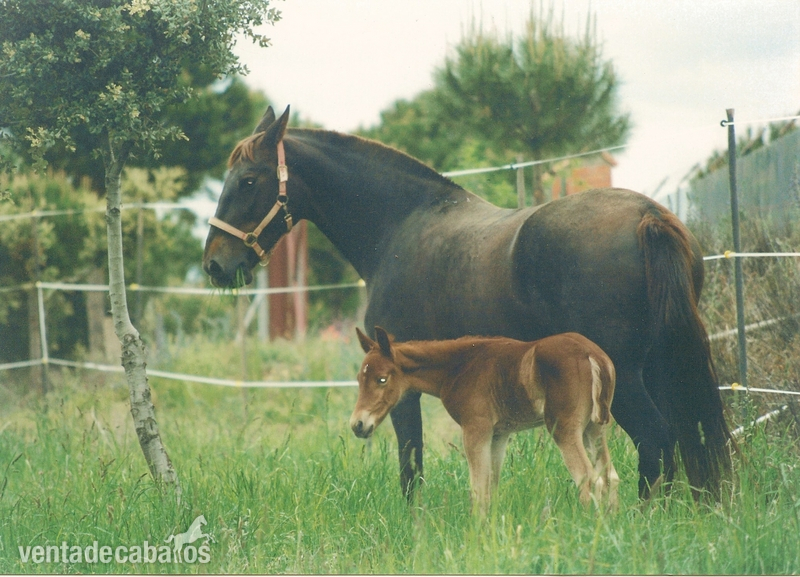 Caballos Pura Raza Española (P.R.E.) Pura Raza Española - lote de yeguas alazanas