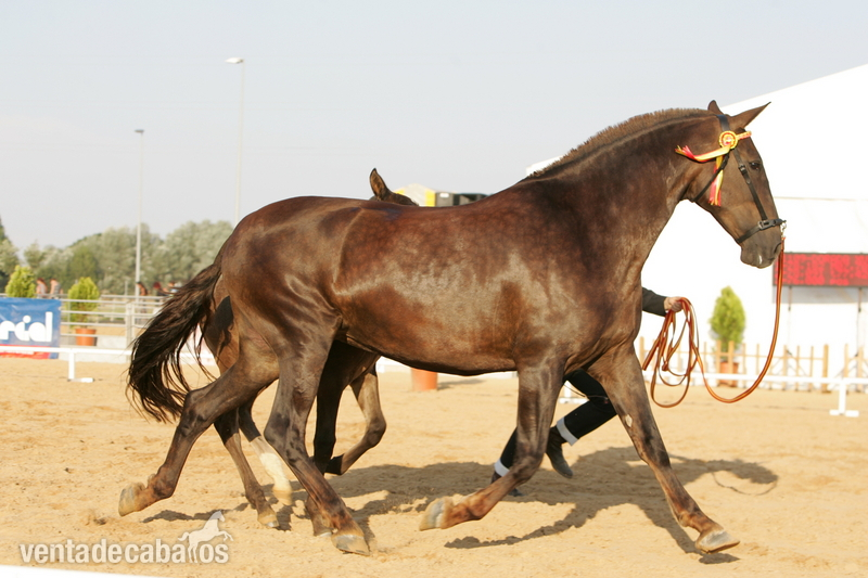 lote de yeguas alazanas - Caballos Pura Raza Española (P.R.E.) Pura Raza Española