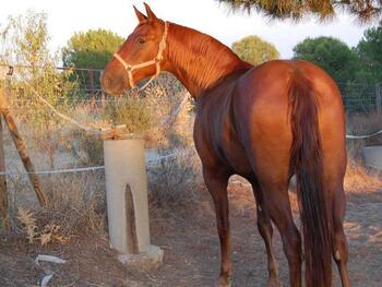 lote de yeguas alazanas