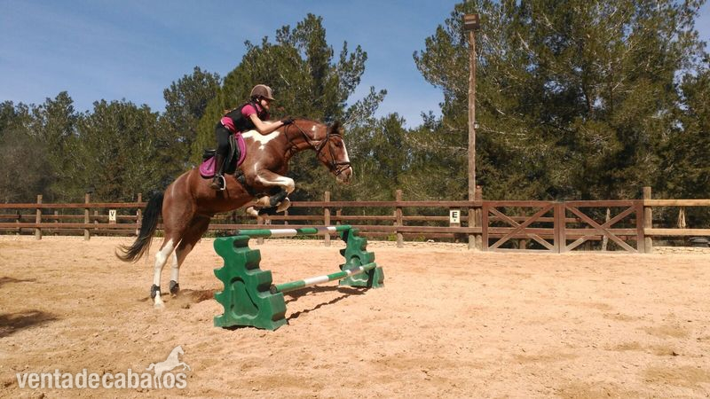 Venta caballo Pio in 