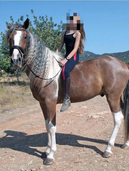 Caballos Capados Algo Español.... - Venta caballo Pio