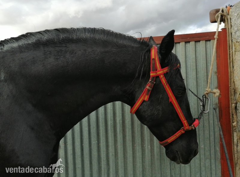 Caballo pre negro  in 