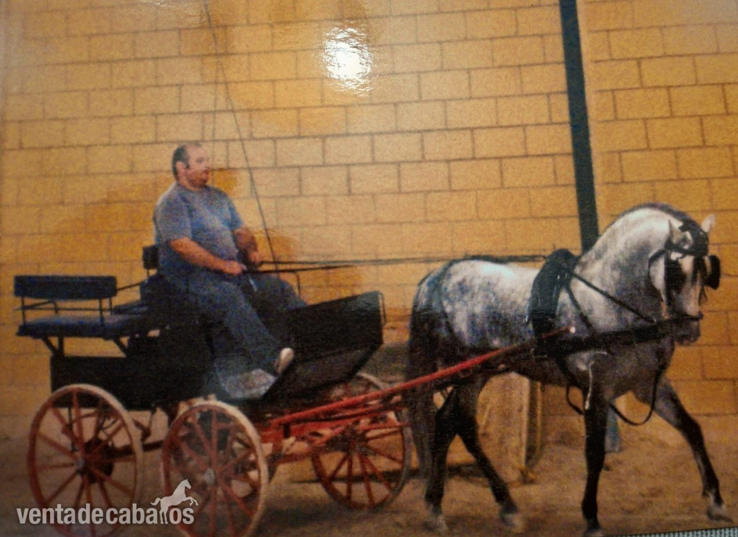 Artículos de hípica -  SE VENDEN DOS  COCHES DE CABALLOS DE EPOCA Y UNO DE ENTRENAMIENTO 