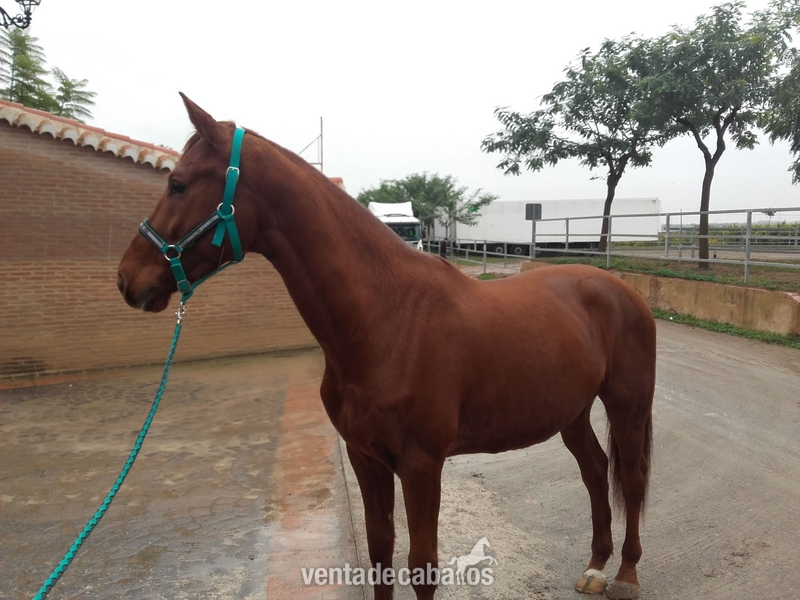 Se vende KWPN in 