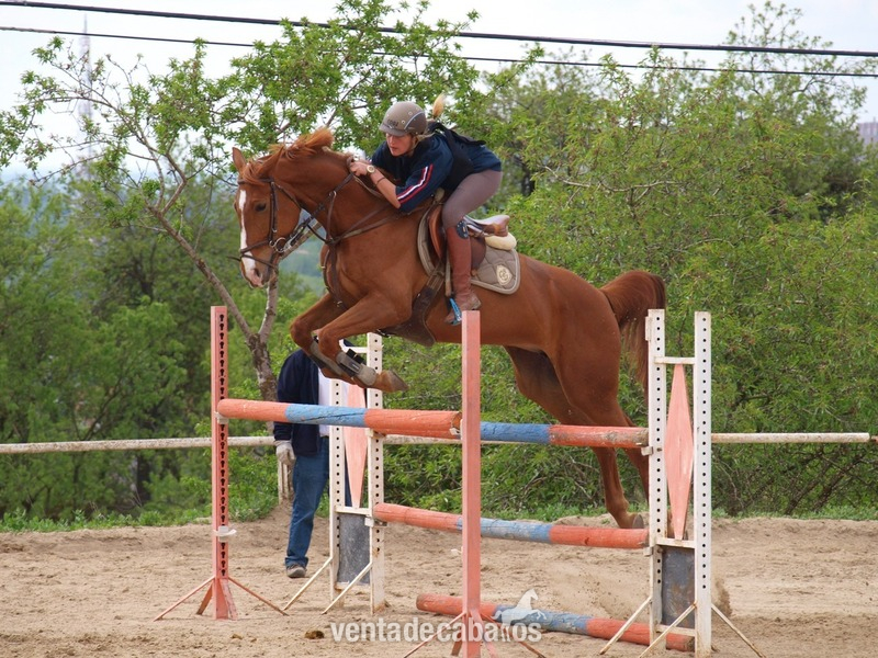 Yeguas EMPTY - Yegua de salto (CDE)