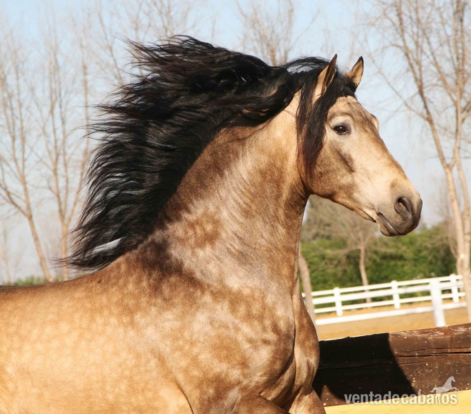 caballos de capas diluidas in 