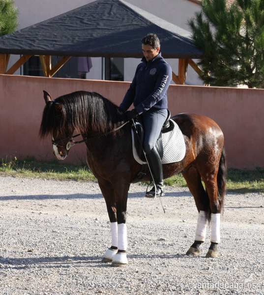 PRE 3 ans dressage in 