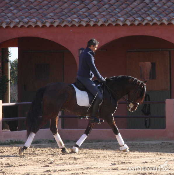 Caballos Pura Raza Española (P.R.E.) PRE - PRE 3 ans dressage