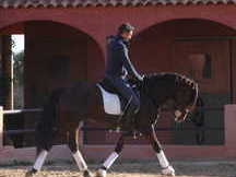 PRE 3 ans dressage