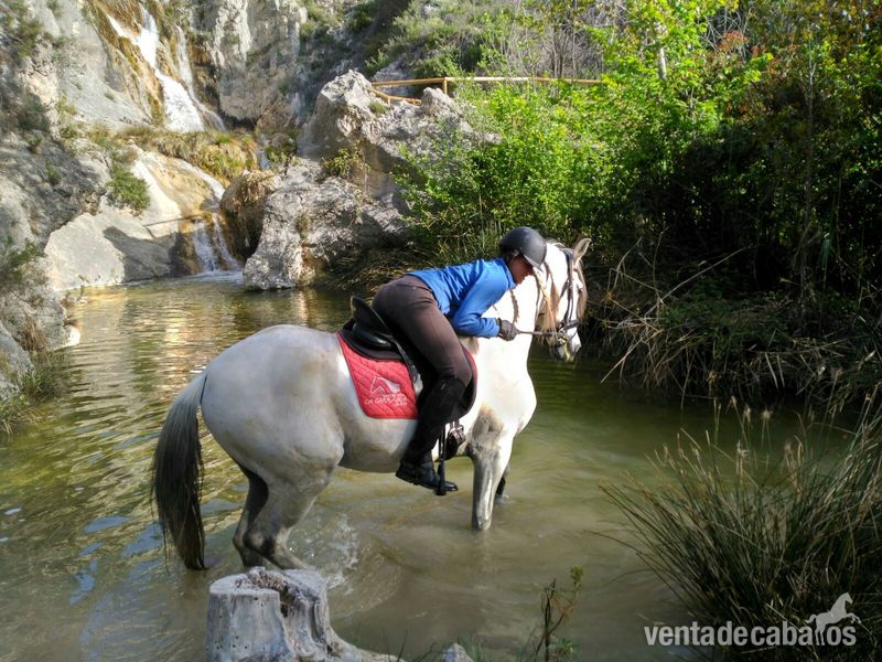 vendo caballo PRE 15 años , participado en Doma Clasica Juveniles  * in 