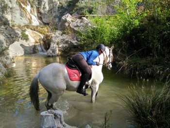 vendo caballo PRE 15 años , participado en Doma Clasica Juveniles *