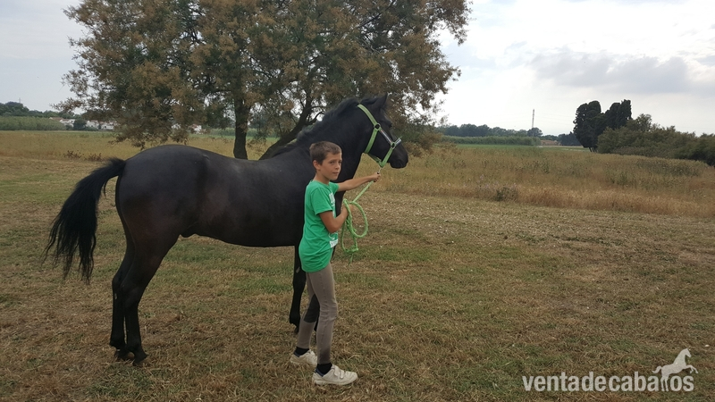 Se vende pony B con papeles , muy manso in 