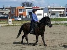 Se vende pony B con papeles , muy manso