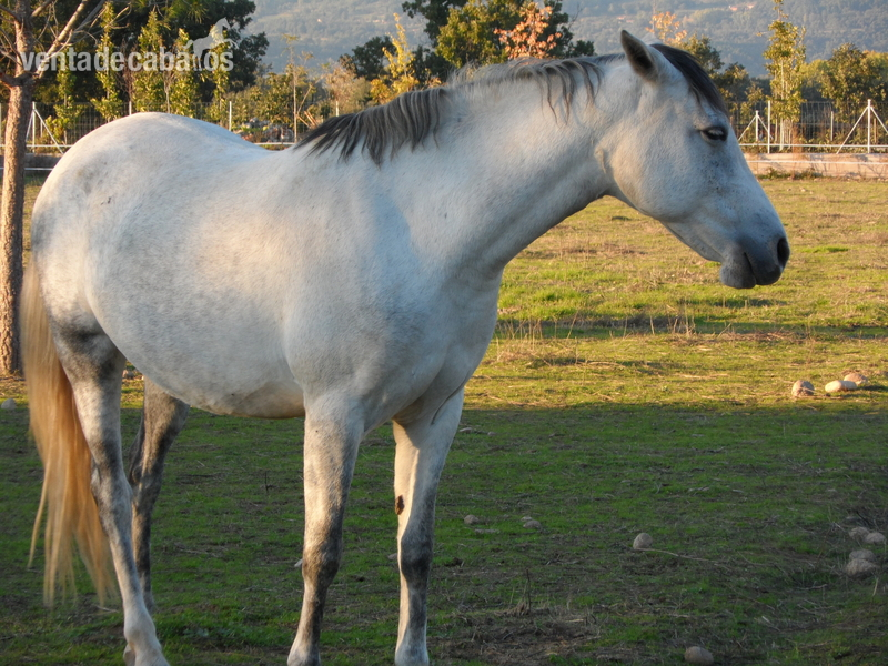 Hispano-Arabe {TYPE}
