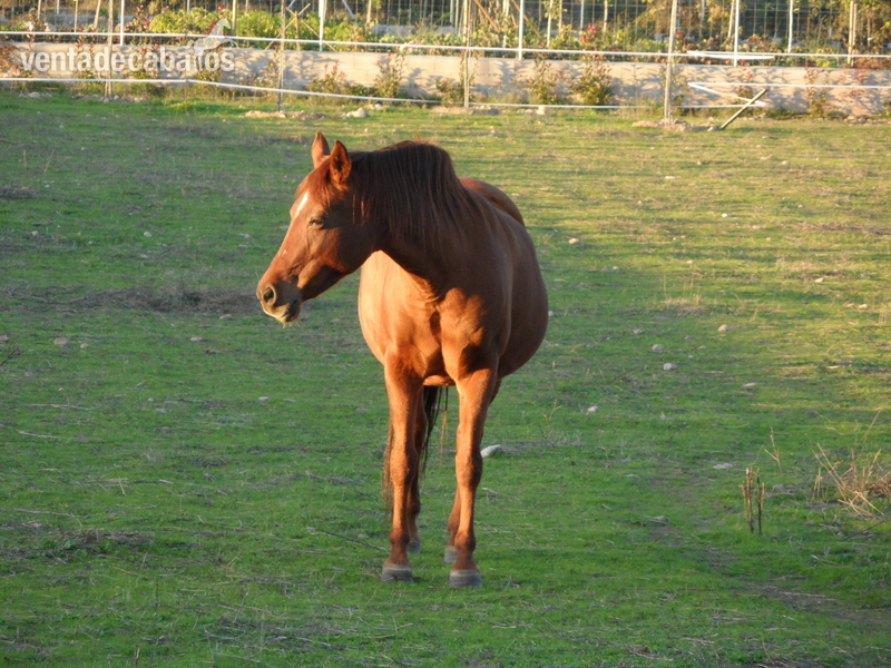Caballo Hispano Árabe Hispano-Arabe - Lote de dos yeguas Ha puras con carta