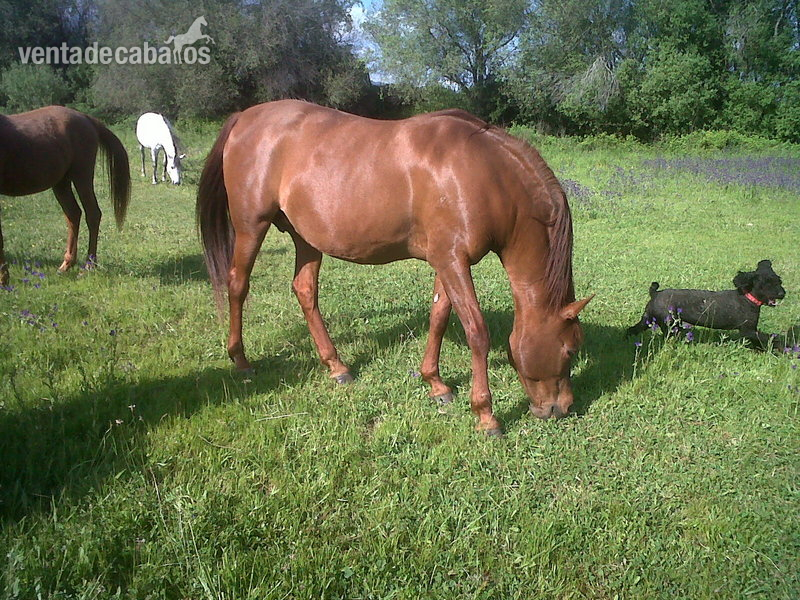 Lote de dos yeguas Ha puras con carta - Caballo Hispano Árabe Hispano-Arabe
