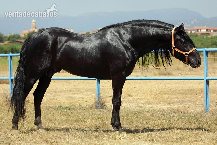 CABALLOS Y POTROS PRE in 