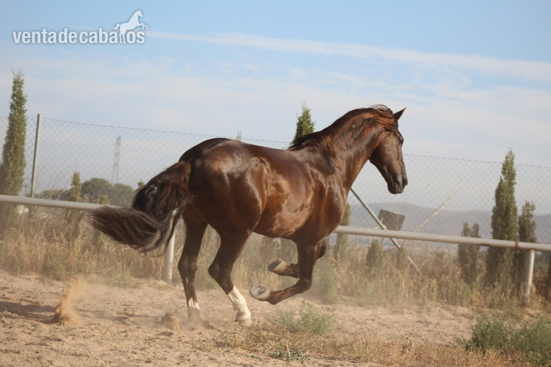 Caballos Pura Raza Española (P.R.E.) PRE - Caballo Pre, 1,75 m. Semental en doma Alta Escuela.