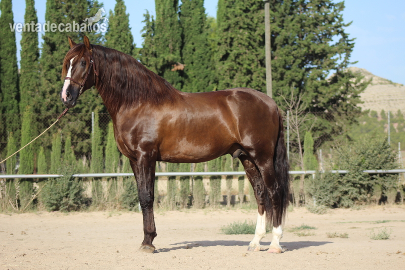 Caballo Pre, 1,75 m. Semental en doma Alta Escuela. - Caballos Pura Raza Española (P.R.E.) PRE