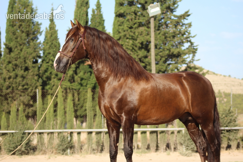 Caballo Pre, 1,75 m. Semental en doma Alta Escuela. - PRE