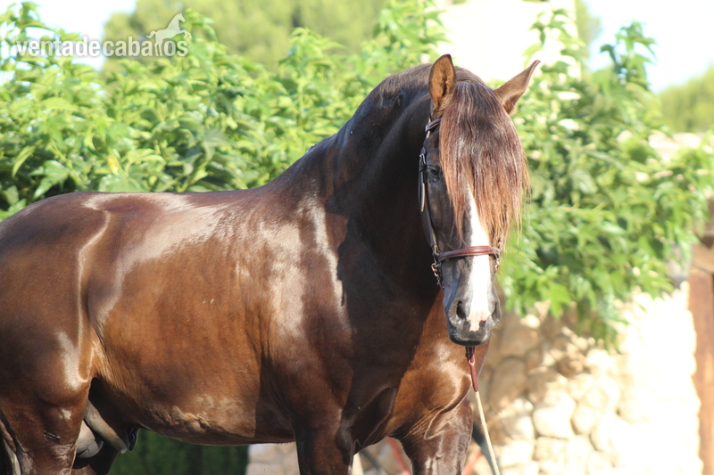 Caballo Pre, 1,75 m. Semental en doma Alta Escuela. - Caballos Pura Raza Española (P.R.E.)