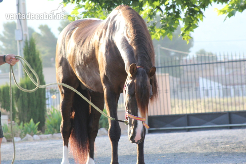 Caballo Pre, 1,75 m. Semental en doma Alta Escuela.