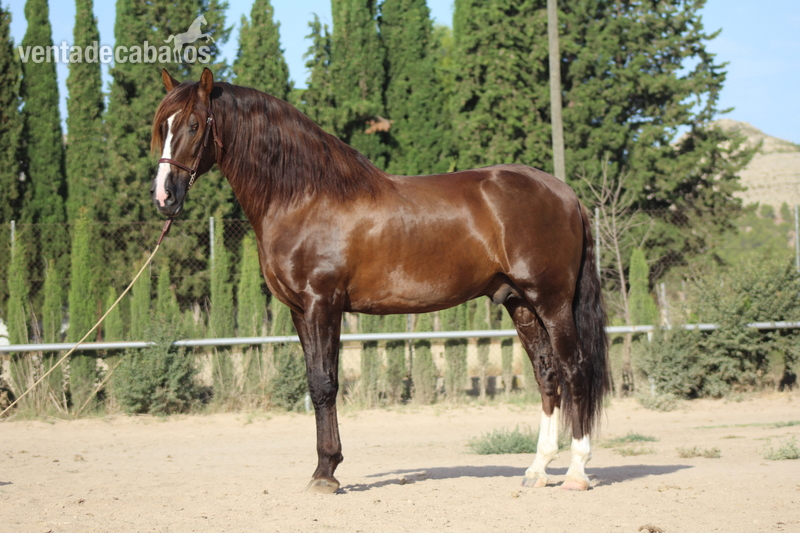  Caballo Pre, 1,75 m. Semental en doma Alta Escuela.
