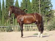 Caballo Pre, 1,75 m. Semental en doma Alta Escuela.