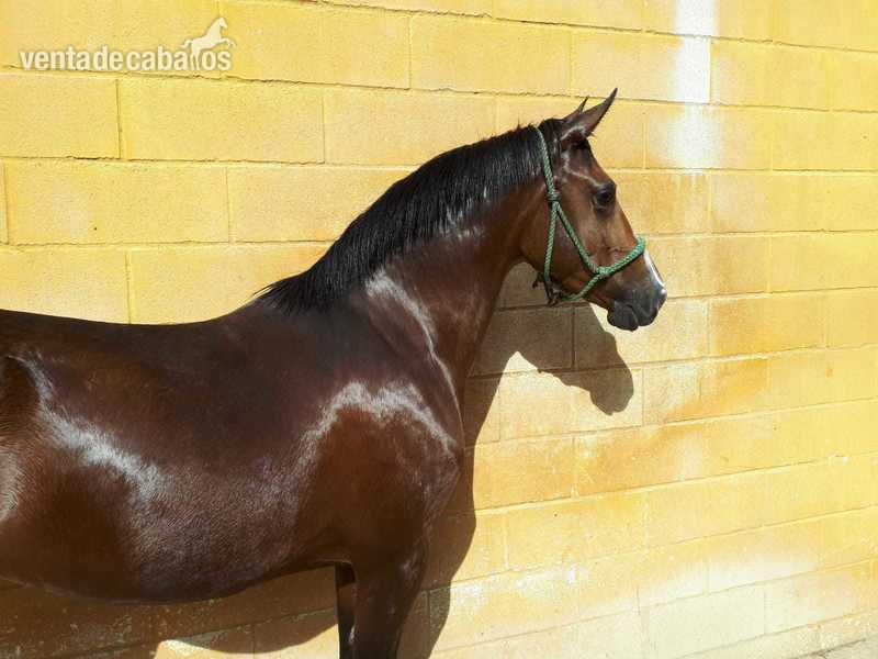 Hispano-Arabe